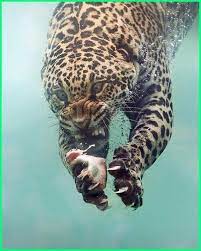 Gambar tersebut bisa anda unduh langsung. Pin On Cat