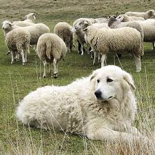 maremma eine fast unentdeckte region im suden der toskana arbeitshunde pyrenaen hund susseste haustiere