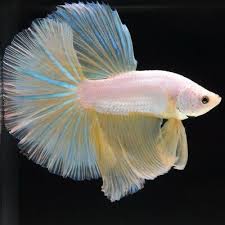 Schone Arten Von Betta Fisch Mit Erstaunlichen Bildern Betta Bettafish Arten Betta Bettafish Bildern Erstaunlichen Fisch Mit Schone Von