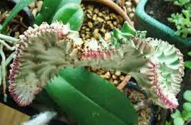 Coral cactus euphorbia is a unique and unforgettable tropical succulent, actually a graft of two euphorbias, popular among houseplant lovers. How To Care For Coral Cactus Grafted Euphorbia Lactea Crest