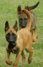 Good strong healthy pups any onfo call 07729680134 only girls left £700 we have 1 boy also left been let down by a messer. Belgian Malinois For Sale Nc Petfinder