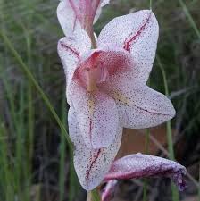 Image result for Gladiolus elliotii
