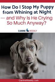Puppies whining in their crates is normal behavior, says linda campbell, rvt, vts, shelter animal behavior manager at the humane society of missouri. How To Train A Puppy Not To Cry In The Crate At Night Canine Weekly Puppy Whining Dog Crying Puppy Whining At Night