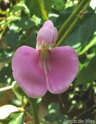 Image result for Canavalia cathartica