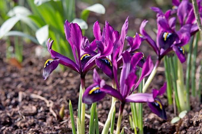 Five of the Best Reticulate Irises | BBC Gardeners World Magazine