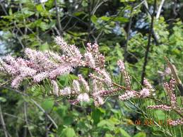 Image result for Tamarix usneoides