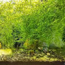 Guppy Grass Najas Guadalupensis Aquarium Plant Etsy In 2021 Planted Aquarium Live Plants Plant Images