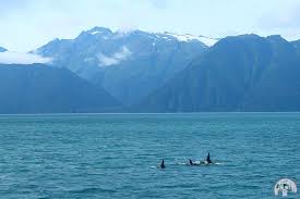This large finger of land juts into the gulf of alaska and, from as there is a multitude of incredible sights to see in the local area, many people enjoy rv camping near kenai fjords national park, so you should. Seward In Alaska Das Tor Zum Kenai Fjords Nationalpark