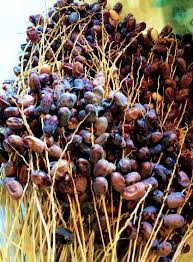 Dates Harvest Summer Palm Gardens The Courtyard Dubai Al Qouz Courtyarduae Fresh Dates Fruits And Veggies Hydroponic Gardening