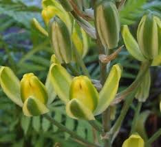 Image result for Albuca setosa