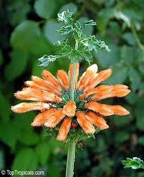 Image result for Leonotis