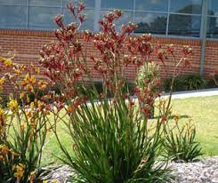 Kangaroo Paw Plants Flowers Care Prune And Growers Guide 2018
