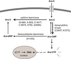 Image result for Cytarabine
