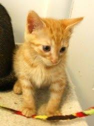 Adopt Bridget On Petfinder American Shorthair Cat Orange Cats American Shorthair
