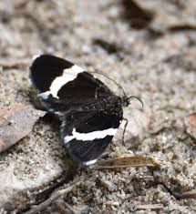 The color under the forewings may be yellow or light green and is visible when the wings are closed. What Is This Black Moth Or Butterfly With The Wide White Stripe On Each Wing Natural Crooks Ramblings