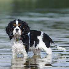 Cavalier King Charles Spaniel Pdsa