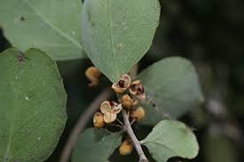 Image result for Maytenus undata