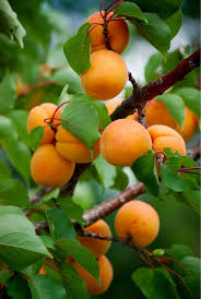 List of easy fruit trees. Top 10 Easy To Grow Fruit Trees Top Inspired Growing Fruit Trees Growing Fruit Fruit Trees
