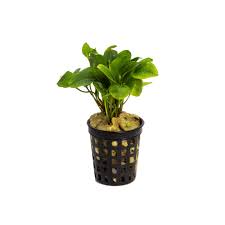 Image result for Ranalisma