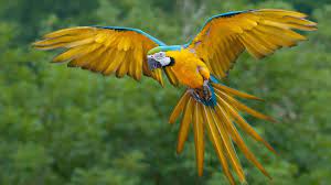 Azul Amarillo Guacamayo Pajaro Vuelo Rainforest Birds Parrot Flying Birds Flying
