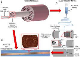 It contains parallel bands of white collagen fibres with rows of flat, elongated fibroblasts in between them. Tendon Fascicle Inspired Nanofibrous Scaffold Of Polylactic Acid Collagen With Enhanced 3d Structure And Biomechanical Properties Scientific Reports