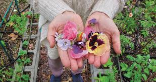 We did not find results for: Localicious Flower Farms Edible Flowers Are Leafy Delectables North State Parent Magazine