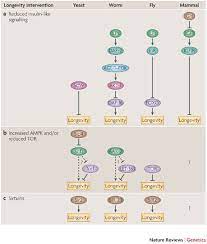 A handful of genes that control the body's defenses during hard times can also dramatically improve health and prolong life in diverse organisms. Genetic Links Between Diet And Lifespan Shared Mechanisms From Yeast To Humans Nature Reviews Genetics
