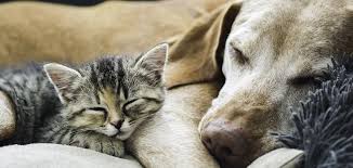 A national survey of pets and people. Your Pet S Pharmacy Petceutics