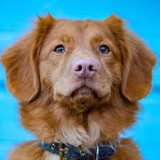 If they are well trained, they will be the good companion. My Puppy Has A Pink Nose Will It Change Color Houndgames