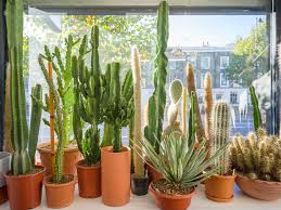 They annoy u to the point of wanting to take a cactus and stab them with it. The Shop Prick