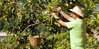 3 br 1 ba home on large corner lots with fruit and pecan trees, beautiful lawn furniture and fire pit. 4 Faq About Growing Fruit Trees In Alabama Attaway Tree Service