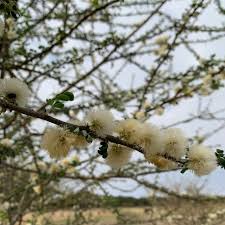 Image result for Acacia mellifera