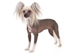 Here you can download any video even terrible xoloscuintle from youtube, vk.com, facebook click start and download the file from converted video terrible xoloscuintle to your phone or. Xoloitzcuintli Dog Breed Information