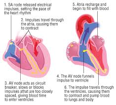 Cardiac Arrhythmias Harvard Health