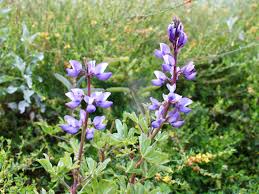 Image result for Lotononis calycina