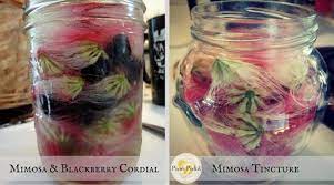 The Magic Of Mimosa Cordial And Tincture Recipes Pixie S Pocket Tinctures Recipes Mimosa Tree Mimosa