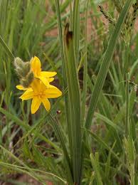 Image result for Hypoxis nyasica