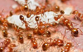 Fire ants are highly aggressive ants that have a sting that burns badly. Blog The Trick To Effective Fire Ant Control In Fort Worth