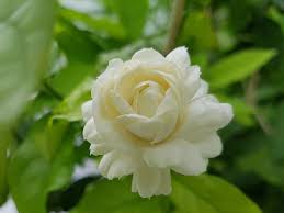 Check spelling or type a new query. Jasminum Sambac Grand Duke Of Tuscany Arabian Jasmine