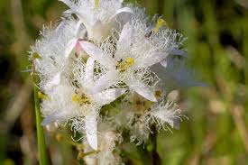 Image result for Menyanthaceae