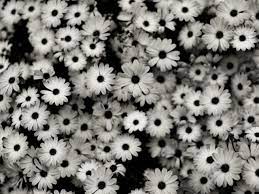 If you're in search of the best red flower black background, you've come to the right place. Pin On Coool