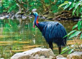 Cassowary In The Daintree Rainforest Daintree Rainforest Cassowary Rainforest