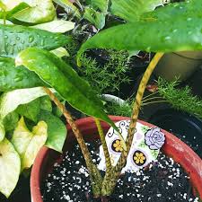 We did not find results for: Alocasia Zebrina Reticulata Elephant Ear Reticulata Uploaded By Karoliinasor