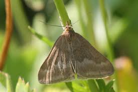 Image result for Pyrausta aerealis