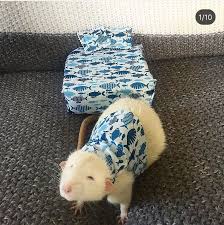 M Lly On Twitter Cute Rats Pet Rats Rats