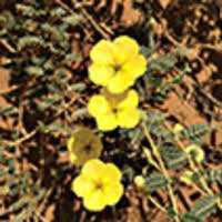 Jack beaumont's espionage experience is conspicuously evident in 'the frenchman'. A Preliminary Survey Of Flower Visiting By Aculeate Wasps And Bees In The Dubai Desert Conservation Reserve Uae