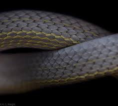 Image result for Cantinoa americana