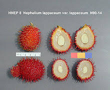 R 191 terkenal dengan nama 'rong rien' atau 'anak sekolah'. Rambutan Wikipedia Bahasa Melayu Ensiklopedia Bebas