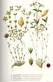 Image result for Murdannia stricta