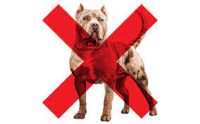 Should we ban XL Bully dogs – and if not, what would work?